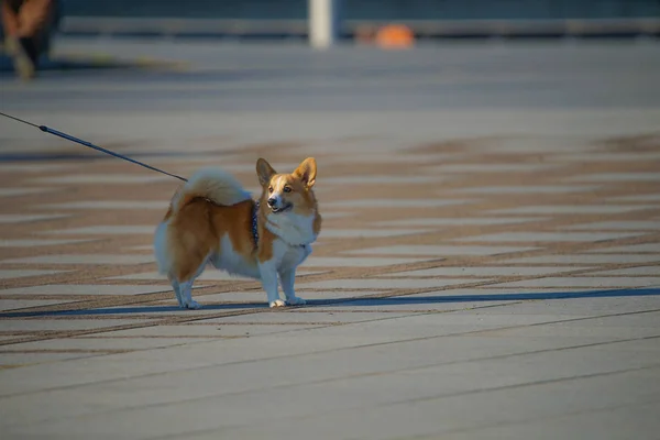 Imagen Corgi Enfoque Selectivo —  Fotos de Stock