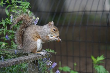 farklı hayvanlar, seçici odaklanma