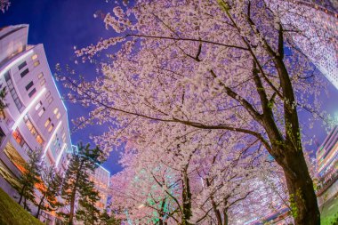 Kiraz çiçekleriyle dolu ve gece görüşünün Minato Mirai 'si