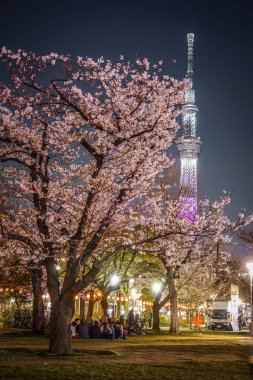 Gece manzarası ve Tokyo Gökyüzü Ağacı 'nda kiraz çiçeklerini görmeye gidiyorum.