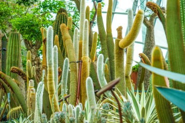 Tropikal yerlerde yaşayan kaktüsler.