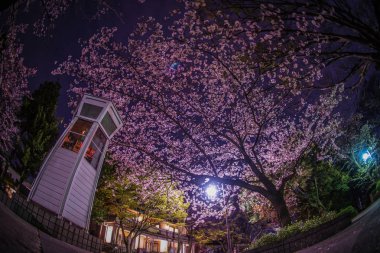 Kiraz çiçekleri ve Yokohama Motomachi telefon kulübesi.