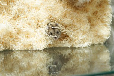 farklı hayvanlar, seçici odaklanma