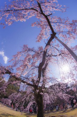 Koishikawa Korakuen Ağlayan kiraz ağacı