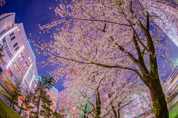 Plena Floración Flores Cerezo Minato Mirai Vista Nocturna —  Fotos de Stock