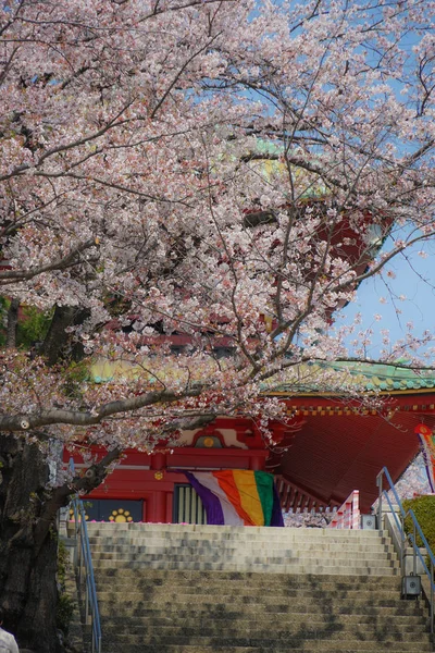 Góra Takamichi Sakura Miasto Jokohama Prefektura Kanagawa — Zdjęcie stockowe