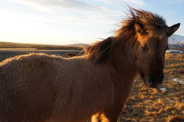 Iceland Grassland Horse Wild — Stock Photo, Image