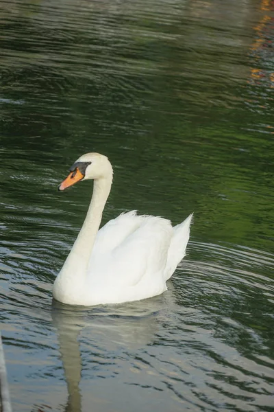 Různá Zvířata Selektivní Zaměření — Stock fotografie