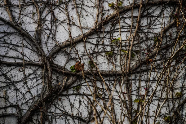 Ağaca Sıkışmış Görüntü — Stok fotoğraf