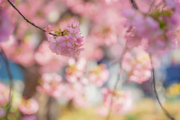 Sakura Kawazu Miurakaigan — Stock Photo, Image