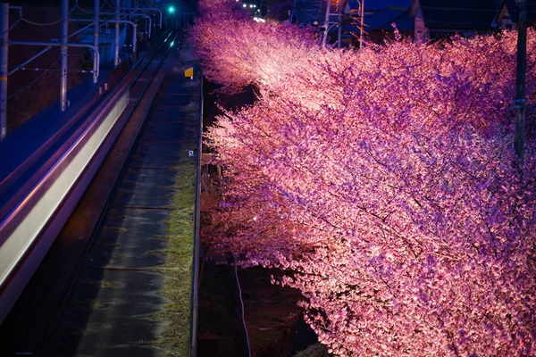 Kawazu Cherry Tree Train Miurakaigan — ストック写真