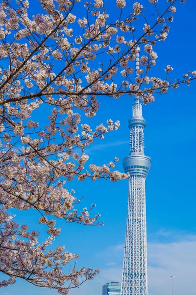 Sakura Och Tokyo Sky Tree — Stockfoto