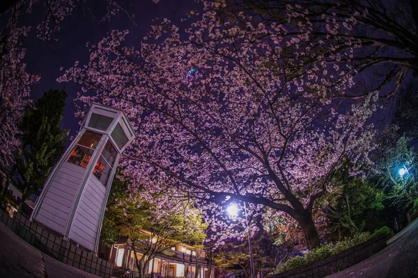 Kiraz çiçekleri ve Yokohama Motomachi telefon kulübesi.