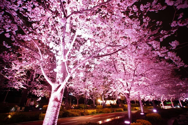 Bild Vom Kirschblütenbesuch Der Nacht — Stockfoto