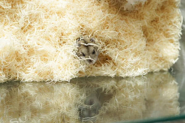 farklı hayvanlar, seçici odaklanma