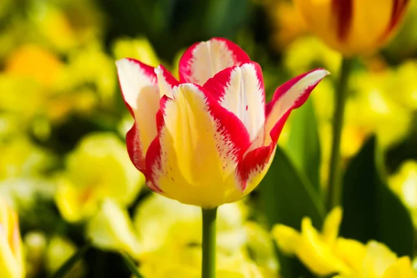 Tulip Fields Foco Seletivo — Fotografia de Stock