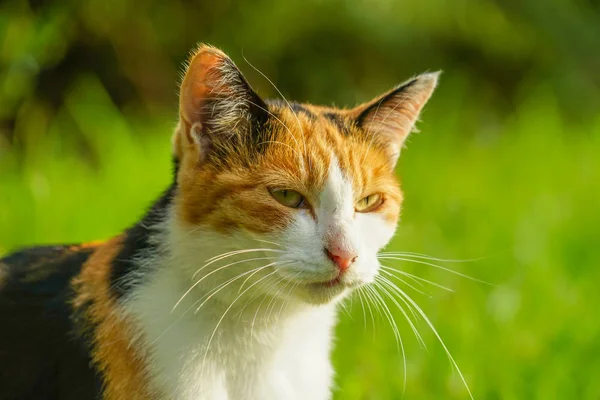 Tortuga Gato Enclavado Pradera — Foto de Stock