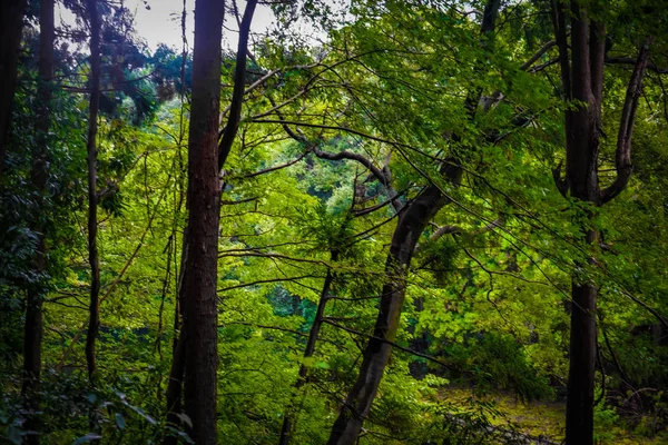 Imagem Floresta Parque Florestal Yamato Shi Izumi — Fotografia de Stock