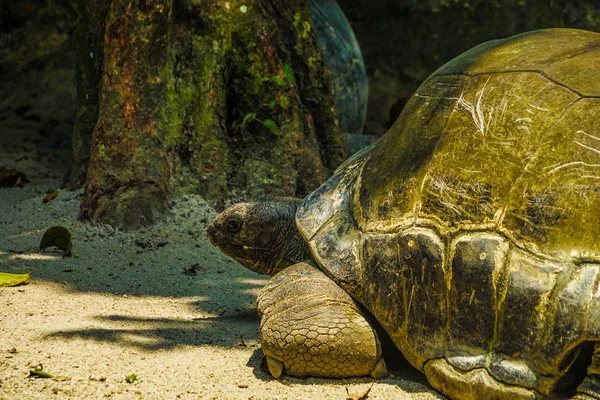 Черепаха Розслабляється Пляжі — стокове фото