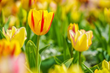 Lale Alanları, seçici odak