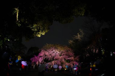 Rikugien 'in çiçek açmış kiraz ağacı.