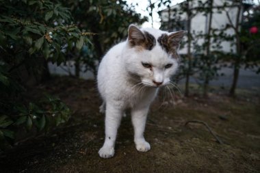 Beyaz kedi görüntüsü