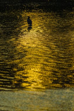 Balıkçıl, Inokashira gölünün alacakaranlığında duruyor.