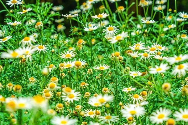 White and yellow flowers (daisy Margaret chamomile)