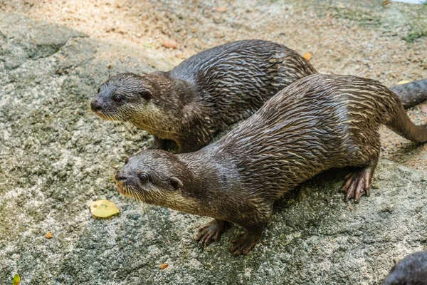 Linda Imagen Oriental Nutria Pequeñas Garras —  Fotos de Stock