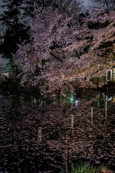 Fleurs Cerisier Parc Inokashira — Photo