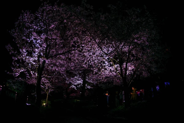 Ver Flores Cereja Noite Sankei Garden — Fotografia de Stock