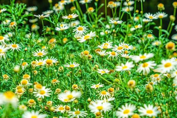 Fleurs Blanches Jaunes Marguerite Margaret Camomille — Photo