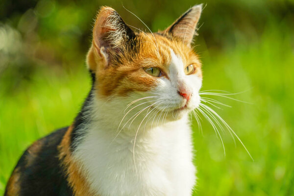 Tortoiseshell cat nestled in prairie
