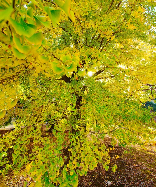 Image Ginkgo Trees — Stock Photo, Image