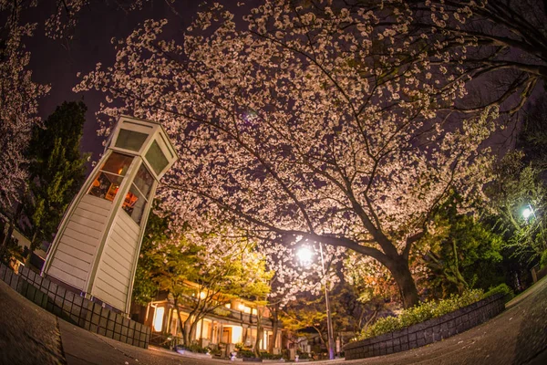 Kiraz Çiçekleri Yokohama Motomachi Telefon Kulübesi — Stok fotoğraf