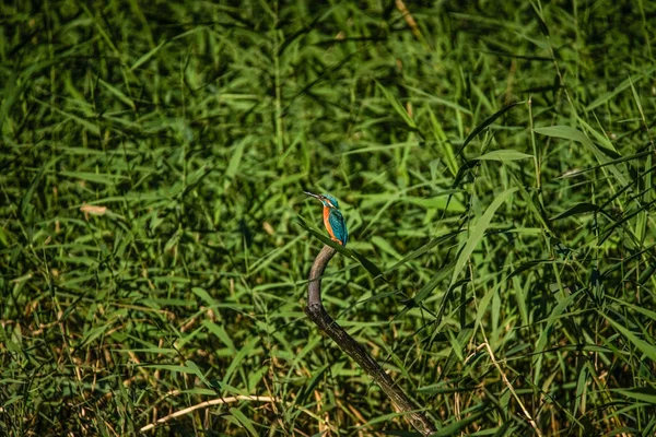 Imagem Kingfisher Parque Florestal Yamato Shi Izumi — Fotografia de Stock