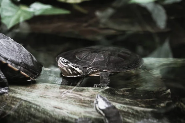 Image Florida Red Bellied Cooter — Stockfoto