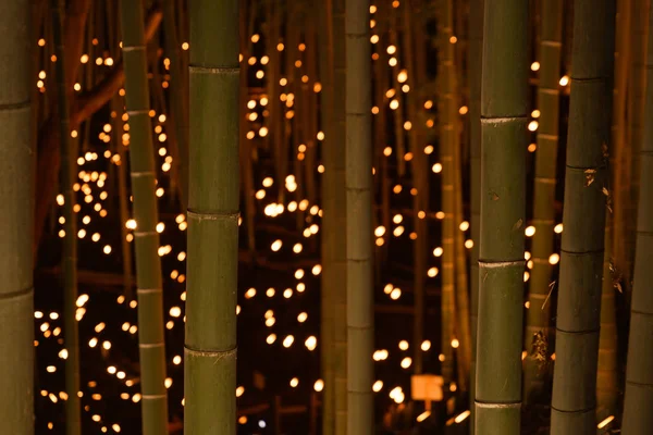 Iluminación Pequeño Diámetro Arboleda Bambú Pequeño Escritorio Bosque Castillo Ciudadano —  Fotos de Stock