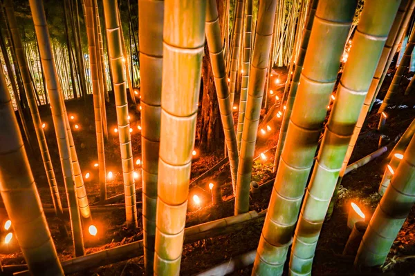 Small Diameter Light Bamboo Grove Small Desk Castle Forest Citizen — Stock Photo, Image