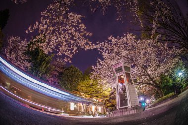 Kiraz çiçekleri ve Yokohama Motomachi telefon kulübesi.