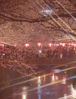 Meguro Nehri 'nin Sakura resmi