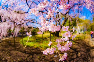 Ağlayan kiraz ağacı ve güneşli mavi gökyüzü