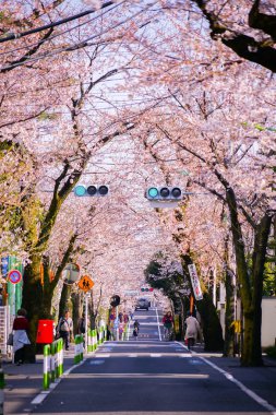 Setagaya Sakurashin-cho 'nun kiraz ağacı kaplı caddeleri.