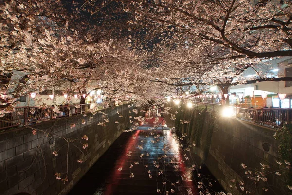 Meguro Nehri 'nin kiraz çiçeklerinin resmi.