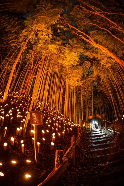 stock image Small-diameter light-up of the bamboo grove (small desk Castle forest of citizen)