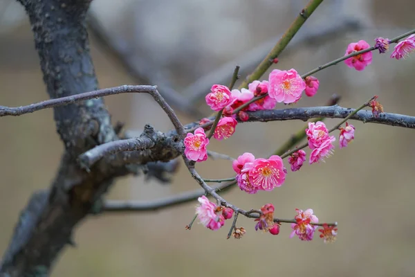 Okurayama Prugna Giardino Prugna — Foto Stock