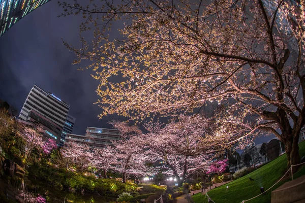 Gece Kiraz Çiçeklerini Görmeye Gitmenin Mohri Bahçesi Roppongi — Stok fotoğraf
