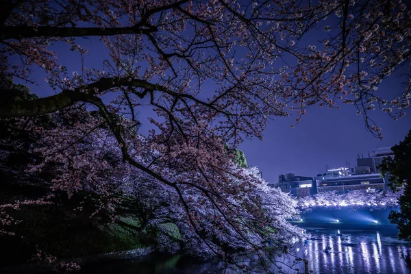 Chidorigafuchi Gece Kiraz Çiçeklerini Görmeye Gidiyor — Stok fotoğraf