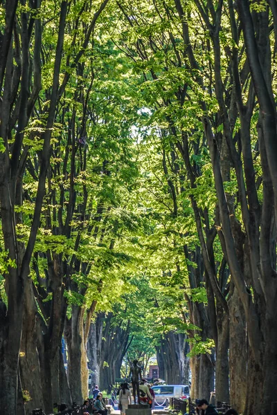 Деревянный Путь Сэндая Префектура Мияги — стоковое фото