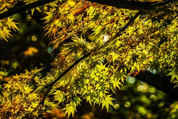 Осенние Листья Изображения — стоковое фото